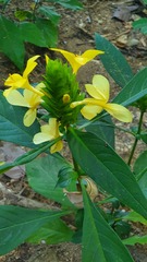 Barleria oenotheroides