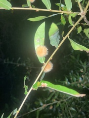 Neuroterus laurifoliae