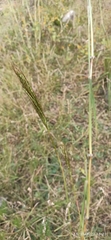 Dichanthium annulatum