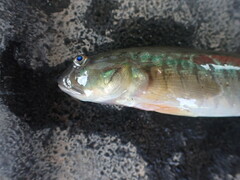 Gobionellus oceanicus