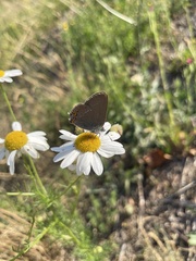 Satyrium acaciae