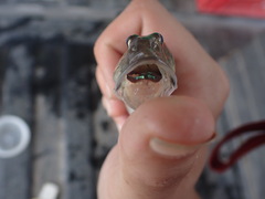 Gobionellus oceanicus