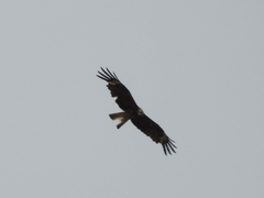 Milvus migrans lineatus