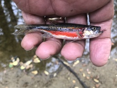 Clinostomus funduloides