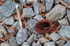 Phylloscypha phyllogena