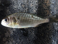 Leiostomus xanthurus
