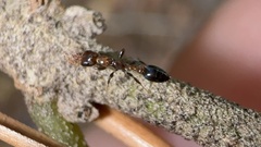 Pseudomyrmex ejectus