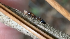 Pseudomyrmex ejectus
