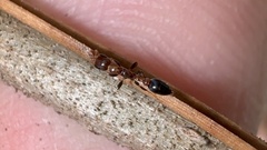 Pseudomyrmex ejectus