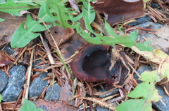 Phylloscypha phyllogena