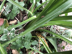 Ophiomyia kwansonis