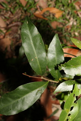 Cryptocarya sclerophylla