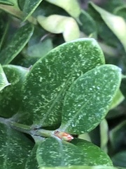 Eurytetranychus buxi