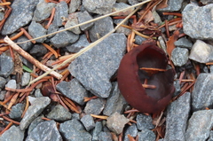 Phylloscypha phyllogena