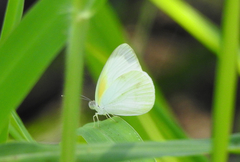 Elodina