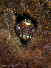 Parablennius marmoreus