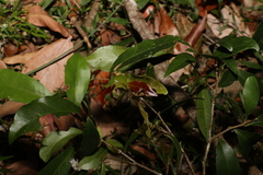 Cryptocarya sclerophylla