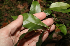 Cryptocarya sclerophylla