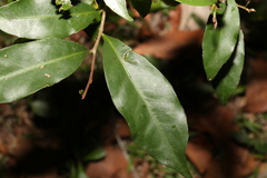 Cryptocarya sclerophylla