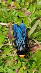 Scoliidae