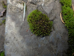 Vinealobryum vineale