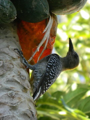 Melanerpes hoffmannii