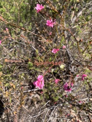Boronia serrulata