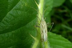 Miridius quadrivirgatus