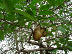 Aspidosperma megalocarpon