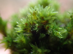 Racomitrium aciculare