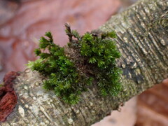 Racomitrium aciculare