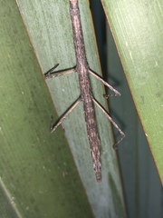 Libethra