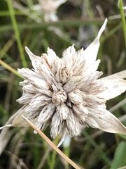 Rhynchospora colorata