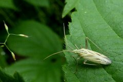 Miridius quadrivirgatus