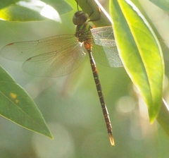 Triacanthagyna trifida