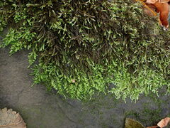 Scleropodium obtusifolium