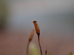 Dothideomycetes