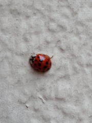 Harmonia axyridis