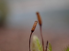 Dothideomycetes