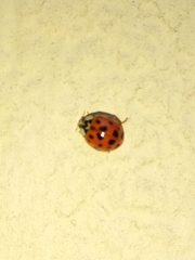 Harmonia axyridis