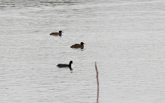 Heteronetta atricapilla