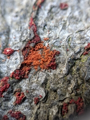 Hydropisphaera peziza