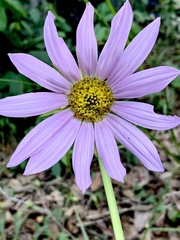 Iostephane heterophylla