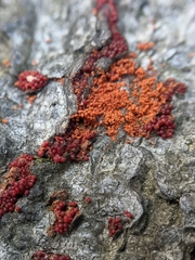 Hydropisphaera peziza