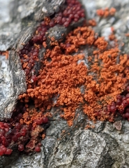 Hydropisphaera peziza