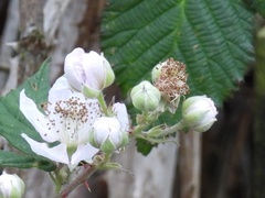 Candicantes