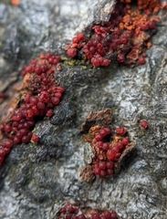 Hydropisphaera peziza