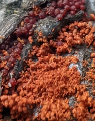 Hydropisphaera peziza