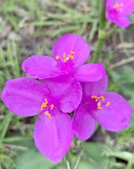 Tradescantia crassifolia