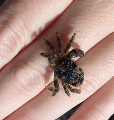 Pilumnoides perlatus